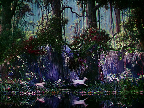 exhibitions | jungle | &copy; patrice de Santa Coloma
